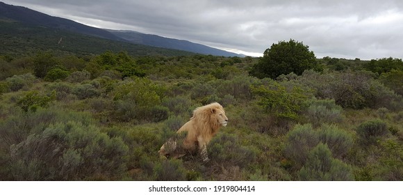 Beautiful White Lion Sitting In The Green Wild