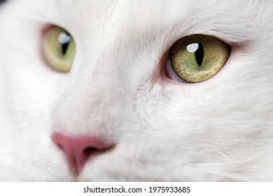 Beautiful white longhair American Forest Cat with pink nose and big eyes looking. Extreme close-up portrait of Maine Coon Cat.