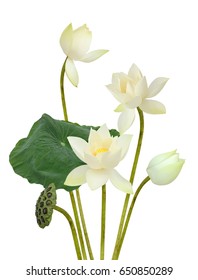 Beautiful White Lotus Flower Bouquet Isolated Stock Photo 650850289 ...