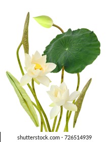 Beautiful White Lotus Flower Bouquet Isolated Stock Photo 726514939 ...