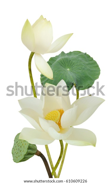 Beautiful White Lotus Flower Bouquet Isolated Stock Photo 610609226 ...