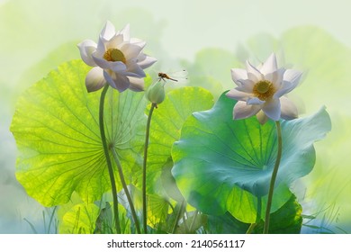 Beautiful white lotus flower and dragonfly in the lake