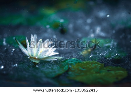 Similar – Image, Stock Photo waiting for spring Flower