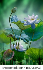 Beautiful white lotus flower in lake