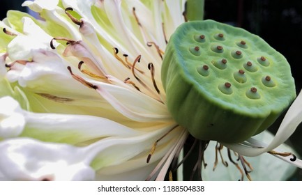 lily seed pod images stock photos vectors shutterstock