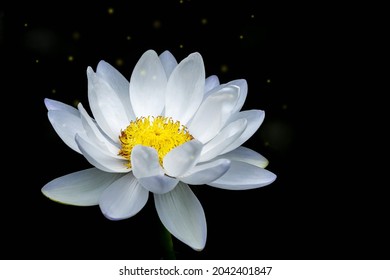 beautiful white lotus on black background, yellow pollen, light, dark back
