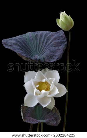 The beautiful white lotus season is back.