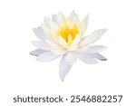 Beautiful white lotus or water lily flower with yellow pollen blooming isolated on white background included clipping path.