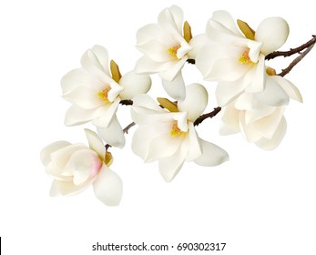Beautiful white magnolia flower. - Shutterstock ID 690302317