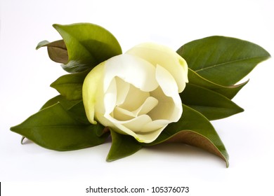 beautiful white magnolia flower isolated on white