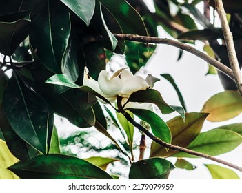 Beautiful White Magnolia Grandiflora, Southern Magnolia Or Bull Bay On The Tree