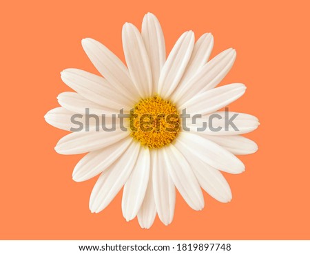 Beautiful white margarita flower isolated on plain orange background.