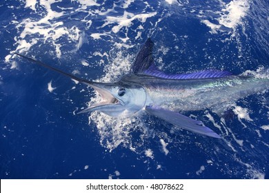 Beautiful white marlin real bill fish on atlantic water sport fishing