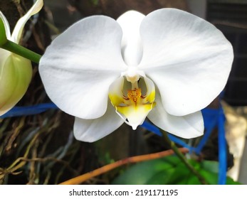 Beautiful White Moth Orchid In A Daylight