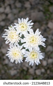 Beautiful White Mum Flower Top View With Blurry Background. Spring Flower Natural View.