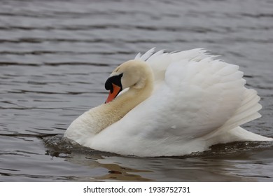 A Beautiful  White Mute Swan 