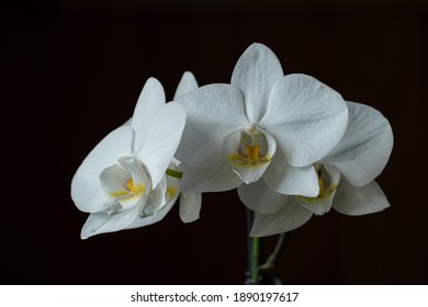beautiful white orchid black dark background