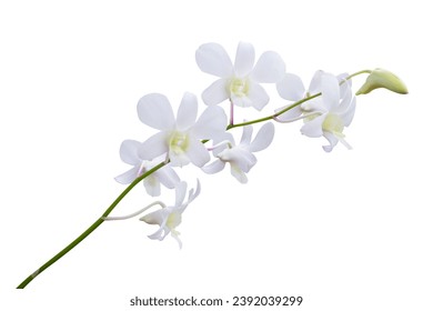 Beautiful white orchid flower isolated on white background