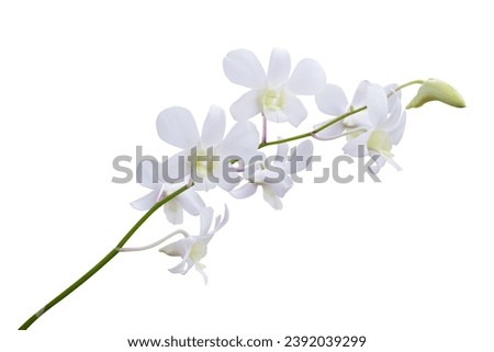 Beautiful white orchid flower isolated on white background