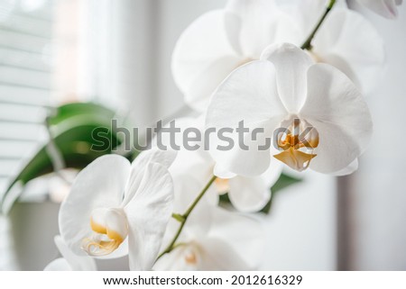 Beautiful white orchid flowers, how to grow and care for Phalaenopsis Orchids, popular house plants