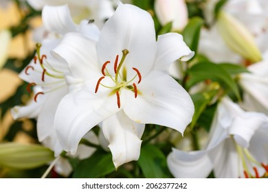 Beautiful white oriental hybrids in bloom. Growing bulbous oriental lilies in the garden. White flower of oriental hybrids. Floral background.   - Shutterstock ID 2062377242