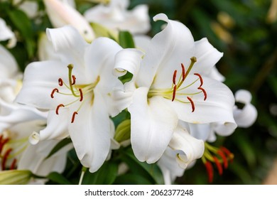 Beautiful white oriental hybrids in bloom. Growing bulbous oriental lilies in the garden. White flower of oriental hybrids. Floral background.  