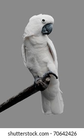 Beautiful White Parrot Ara