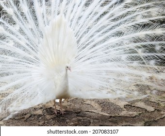 254 Folded Peacock Tail Images, Stock Photos & Vectors | Shutterstock