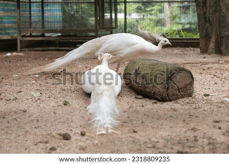 Beautiful white peacock, Peacock landscape photography