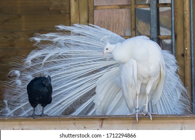 Peacock On Fence Images Stock Photos Vectors Shutterstock