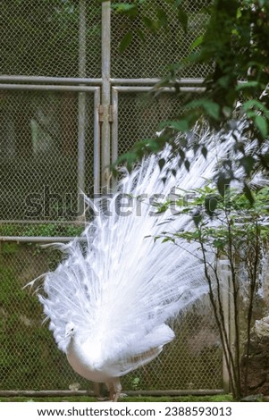 Similar – Image, Stock Photo Fog in a garden Garden