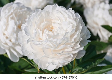 Beautiful White Peonies In The Garden