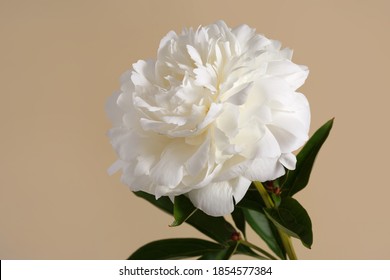 Hermosa flor peonía blanca