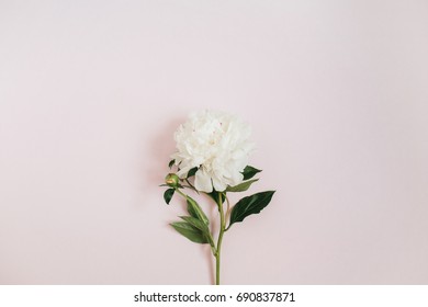 Beautiful white peony flower on pink background. Flat lay, top view. - Powered by Shutterstock