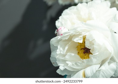 hermosa peonía blanca flor