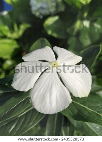beautiful white periwinkle flowers great for backgrounds