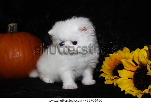 Beautiful White Persian Exotic Shorthair Kitten Royalty Free