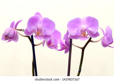 Beautiful white phalaenopsis orchid isolated on white background, beautiful pink orchid flower. Orchid Flower border design