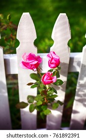 Beautiful White Picket Fence And Pink Roses