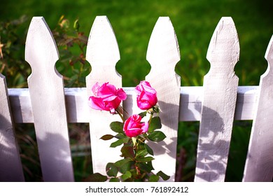 Beautiful White Picket Fence And Pink Roses