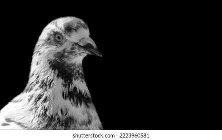 Beautiful White Pigeon Face With Black Spots