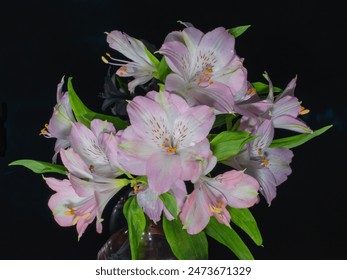 Beautiful White and Pink Alstroemeria Flowers in a glass vase displayed against a black reflective surface - Powered by Shutterstock