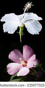 Hermosa flor blanca y