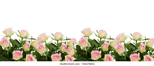 Beautiful white and pink roses flowers border isolated on white background. 