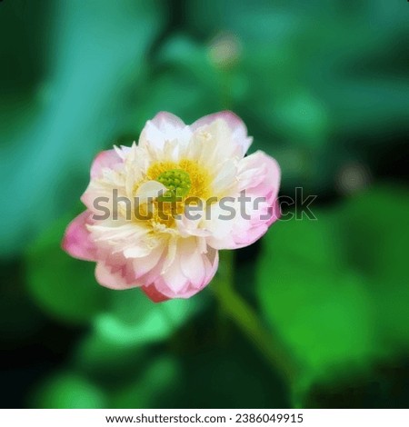 A beautiful white pink waterlily or lotus flower in pond.
