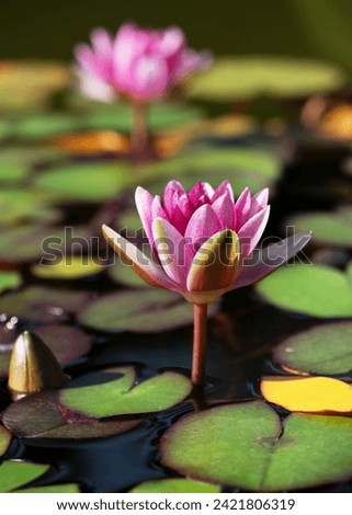 Beautiful white, pink waterlily or lotus flower with green leaves growing out of the muddy water in a lily pond. Gardening concept. (Nymphaeaceae) Selective focus.