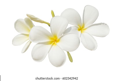 Beautiful White Plumeria Rubra Flowers Isolated On White Background