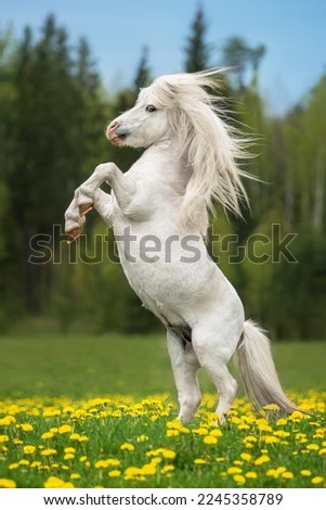 Beautiful white pony stallion rearing up in the field with flowers