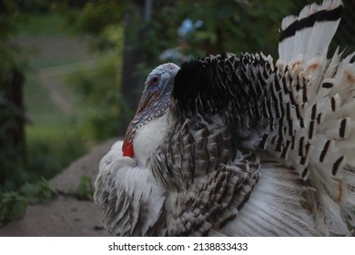 Beautiful White Proud Pompous Live Turkey Bird In The Village On The Street