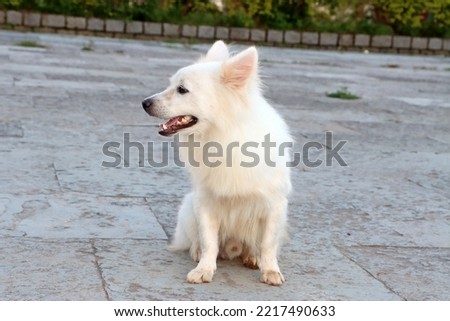 A beautiful white puppy playing in a park and roaring around the park